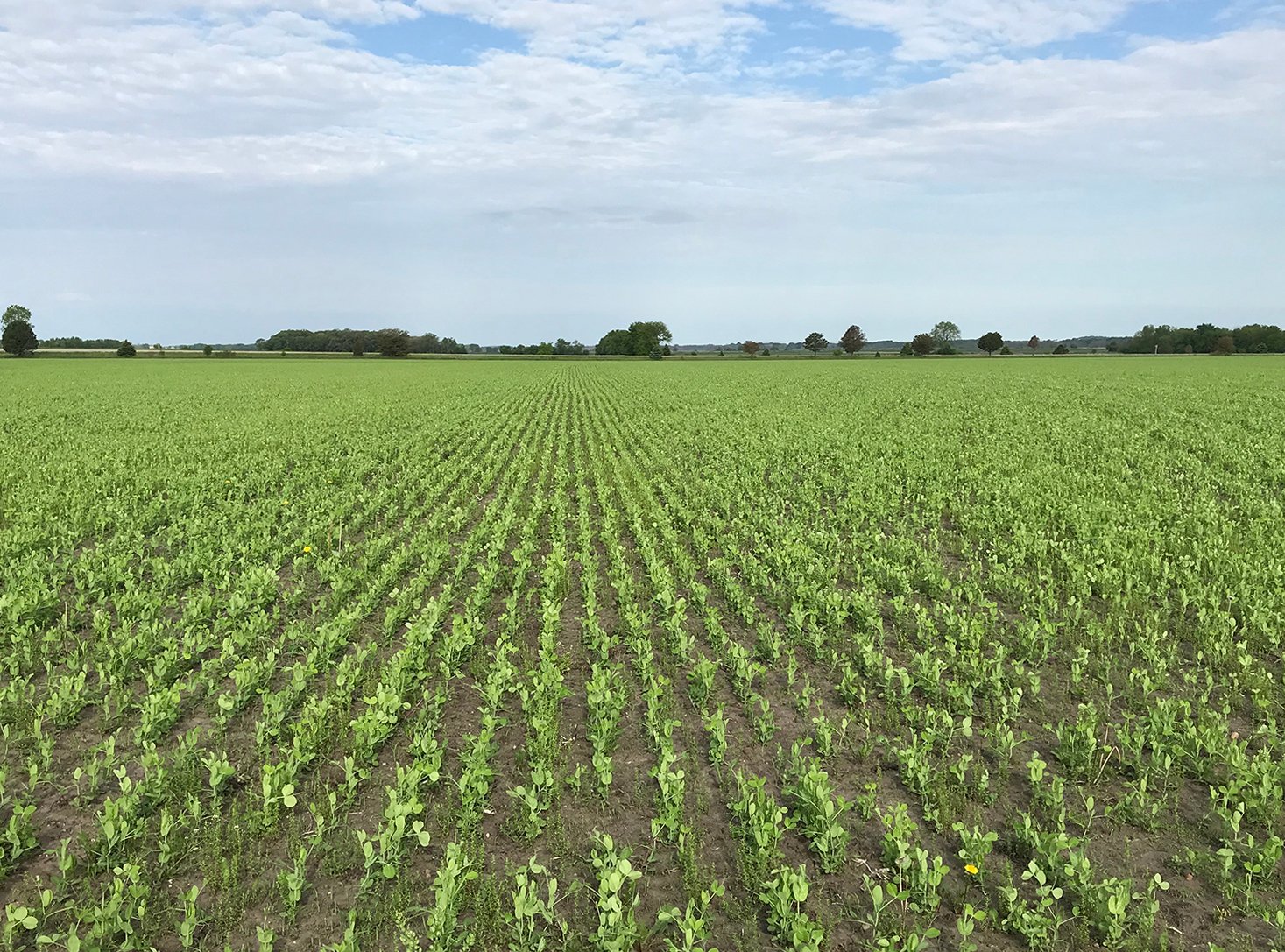 Supporting Pollinators on Our Organic Farm Standard Process Blog